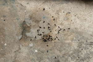 서울 서부권에 또 ‘사랑벌레’ 출현…“해충 아니라지만 너무 징그러워요”