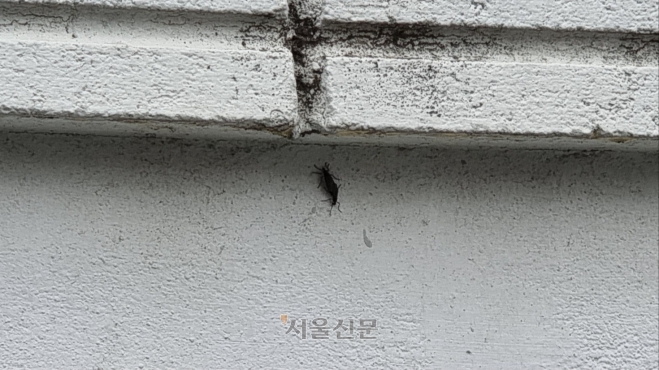 20일 서울 은평구 불광역 인근 가게 벽에서 발견된 ‘사랑벌레’(러브버그) 두 마리. 김예슬 기자