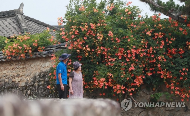 경남 함양군 지곡면 개평한옥마을 담벼락에 능소화가 활짝 피어 있다. 능소화는 6월 말에서 8월 말 사이에 개화하는 대표적인 여름꽃의 하나이다.  연합뉴스