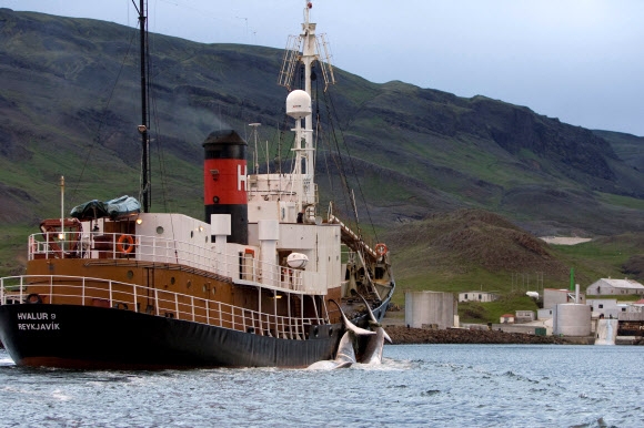두 마리의 참고래를 실은 포경선이 아이슬란드 크발퓌외르뒤르에 있는 기지로 들어가고 있다. 2009.6.19 로이터 연합뉴스