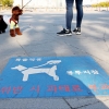 집밖으로 나간 개가 공격…행인 다치고 물린 반려견 죽어