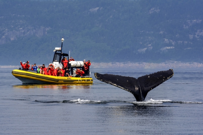 캐나다 퀘벡주의 웨일 와칭 루트 프로그램에서 만날 수 있는 혹등고래. 캐나다관광청 제공