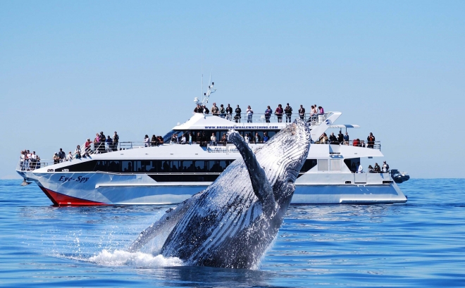 호주 퀸즐랜드주 브리즈번의 고래 관찰 프로그램. 브리즈번마케팅 제공