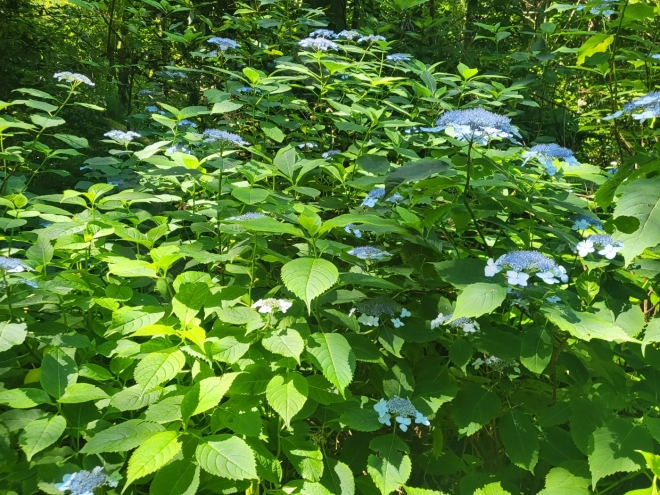 거문오름 곳곳에서 만나는 산수국화의 모습. 제주 강동삼 기자