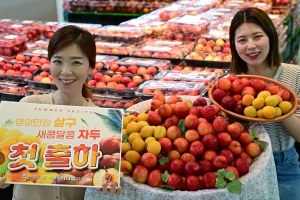 농협유통, 여름 과일 살구·자두 첫 출하[서울포토]