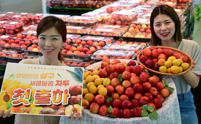 농협유통, 여름 과일 살구·자두 첫 출하