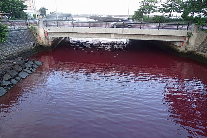 일본 오키나와 오리온 맥주 공장에서 냉각수가 유출돼 인근 바다가 붉게 물들었다. AFP 연합뉴스