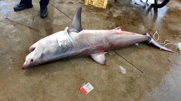 지난 23일 오전 강원 속초 장사항 인근 해역에서 발견된 백상아리로 추정되는 상어 사체.  속초해경 제공