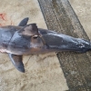 “동해안 상어 또 출몰” 악상어·백상아리 사체 잇따라 발견