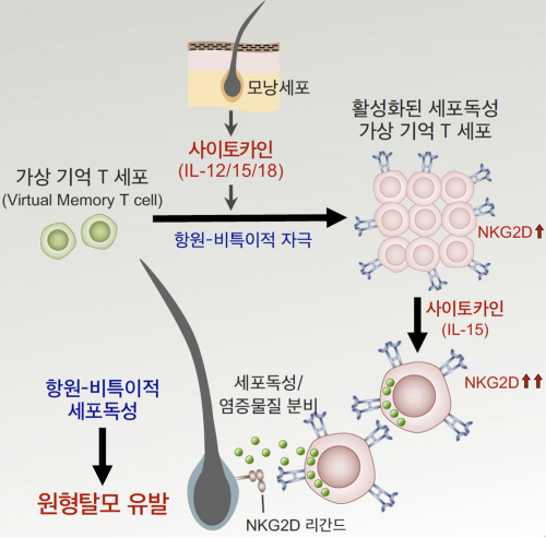 국내 연구진이 밝혀낸 원형탈모 발생 메커니즘  카이스트 제공