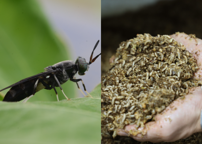 ‘음식쓰레기 해결사’로 불리는 환경정화 곤충 동애등에의 성충(왼쪽)과 유충(오른쪽). 농식품부 제공