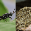 [단독] ‘음식물쓰레기 해결사’ 곤충 동애등에, 가축으로 인정받는다