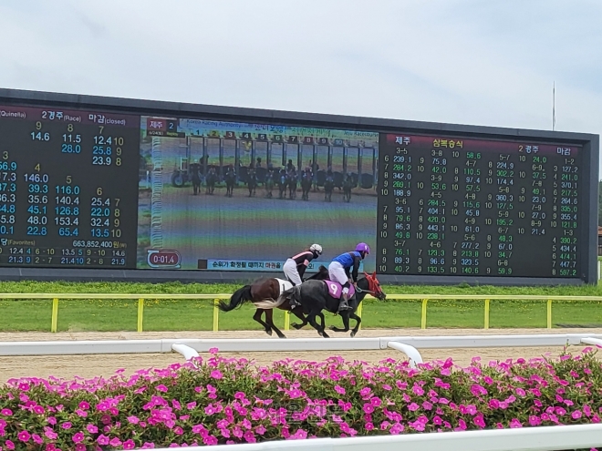 지난달 24일 오전 제주경마장 렛츠런파크에서 열린 제주 2경주에서 기수들이 레이스를 펼친 후 세리머니를 하고 있다.  제주 강동삼 기자
