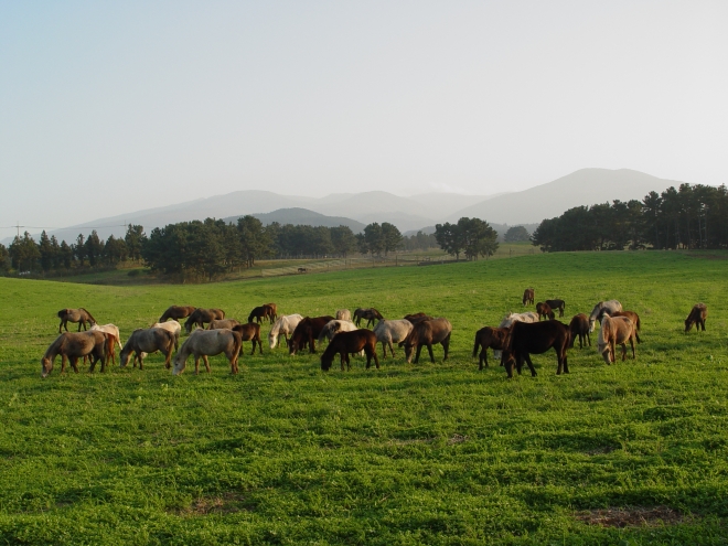 제주도축산진흥원은 천연기념물 제347호 제주마를 보존 관리하기 위해 원내 방목지에서 말들을 사육하고 있다. 제주도축산진흥원 제공