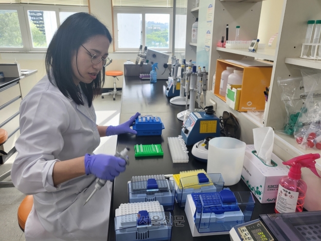 제주도축산진흥원 종부지원센터에서 연구원이 제주마 혈통관리를 하기 위해 채혈한 뒤 DNA를 추출해 친자확인 분석작업을 하고 있다. 제주 강동삼 기자