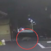 서울 도심에 멧돼지 3마리 출몰…2마리 사살