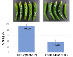 고추 열매의 상처에 FBCC-B4359 균주를 처리하고 탄저병균을  감염시켰을 때 무처리구 대비 약 60% 발병률을 감소시키는 것으로 나타났다. 국립낙동강생물자원관