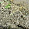 멸종위기 1급 보호종 ‘수원청개구리’, 수원 평리들에서 7개체 발견