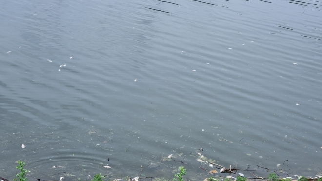 10일 오전 충남 아산시 궁평저수지에서 물고기들에 폐사한 채  수면위로 떠올라 있다. 독자제공
