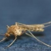 경북서도 올해 첫 일본 뇌염 매개 모기 발견…지난해보다 8일 늦어