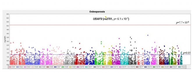 전장유전체분석으로 골다공증에 관련된 유전변이 발굴 이미지. 호서대 제공