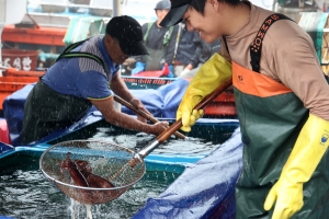 서해안 ‘오징어 게임’에 태안 함박웃음