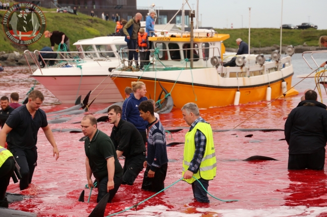 페로 제도 주민들의 고래 사냥으로 해안이 온통 피로 물들었다. 해양보호단체 Captain Paul Watson Foundation UK 페이스북