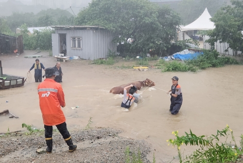 충남 공주시에서 연일 집중호우가 이어지는 가운데 지난해 7월 한 축산농가에서 소 한 마리가 구출되고 있다. 공주 연합뉴스