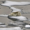 2030년 북극 얼음 소멸…재난영화 속 ‘극한기후’ 현실로