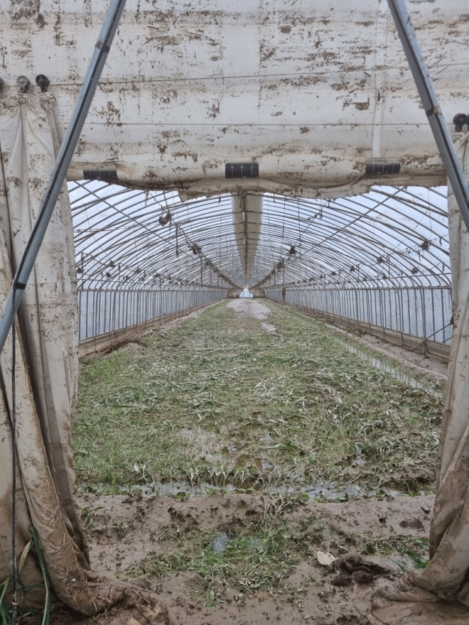 농작물이 모두 죽어 있는 충남 청양군의 한 비닐하우스. 조중헌 기자