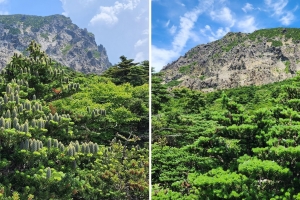 해걸이 때문일까, 기후변화 때문일까… 한라산 구상나무 개화량 뚝