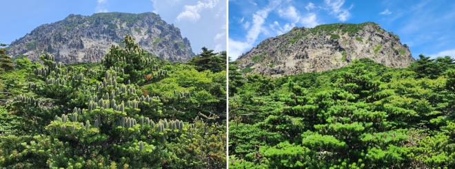 2022년(왼쪽)과 2023년 한라산 구상나무 구과 상황. 오른쪽 사진은 개화가 거의 안된 모습을 보이고 있다. 제주도 세계유산본부 제공