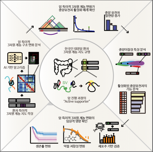 한국인 대장암 조직 3차원 게놈지도 연구 과정  카이스트 제공