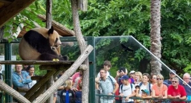 위안멍이 24일(현지시간) 프랑스 보발 동물원에서 관람객을 맞이하고 있다. 펑파이신문 캡처