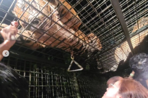 사자 등뼈 보이는데…황정음 “반갑다” 인증샷 논란