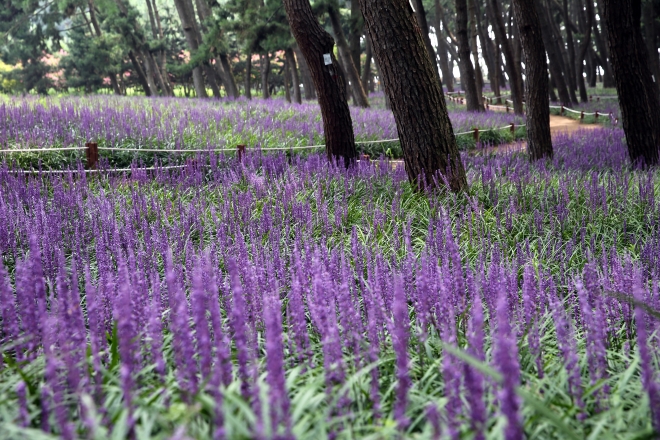 활짝 핀 맥문동 꽃으로 보라색 물결이 장관을 이뤄 해마다 100만명이 찾는 송림삼림욕장.  서천군 제공