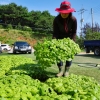 “삼겹살 싸먹는 들깻잎은 금산·밀양산”…그 씨앗 생산지는?