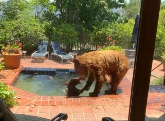 라 카냐다 플린트리지의 한 주택 수영장에 나타난 야생 곰 두 마리. KTLA
