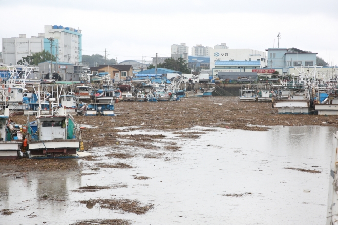 금강에서 떠내려온 쓰레기들이 장항항에 정박한 어선들을 에워싸고 있다. 서천군 제공