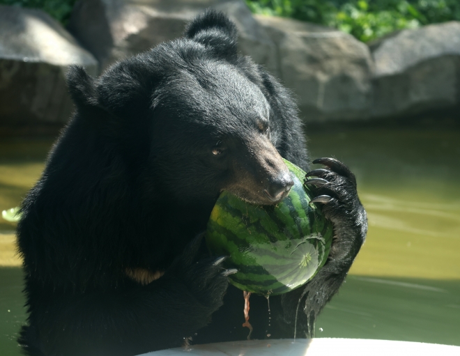 여름 특식 시원한 수박 먹는 곰