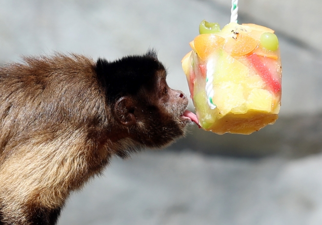 연일 폭염이 이어지고 있는 3일 오전 광주 북구 우치동물원에서 원숭이가 각종 과일을 얼려 만든 간식을 먹고 있다. 2023.8.3 광주 연합뉴스