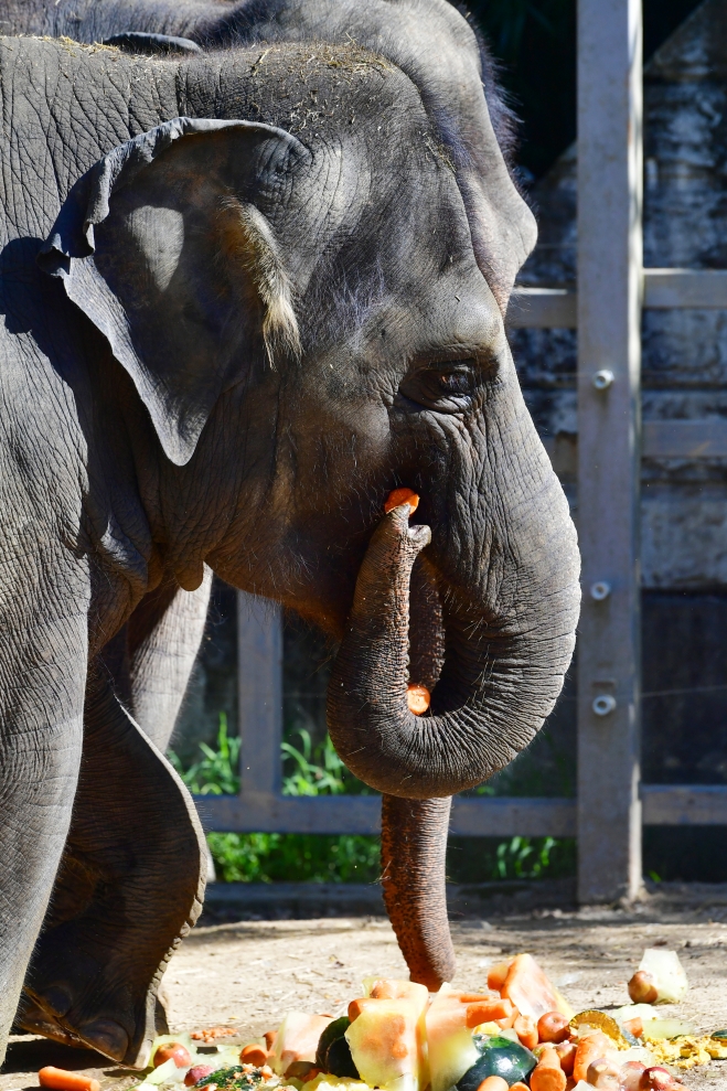 광주·전남에 폭염 경보가 10일째 이어지고 있는 3일 오전 광주 북구 우치공원 동물원에서 코끼리들이 얼린 과일을 깨먹고 있다. 2023.8.3 광주 뉴시스