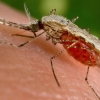 질병청, 전국에 ‘말라리아 경보’ 발령… “파주서 확인”