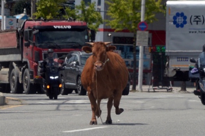 3일 오후 광주 광산구 소촌산업단지 주변 도로에서 소가 달리고 있다. 연합뉴스