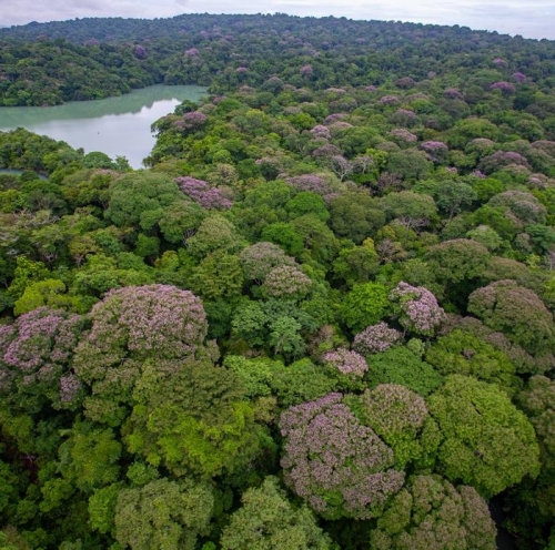 열대 우림은 다양한 종의 나무로 빽빽하다. 그런데 생명 다양성 유지를 위해 나무들끼리 생물학적 거리두기를 한다는 연구 결과가 나왔다.  미국 텍사스 오스틴대 제공