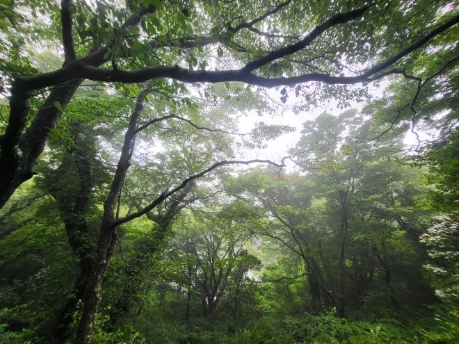 울창한 나무에 가려 산정호수가 거의 보이지 않는다. 제주 강동삼 기자