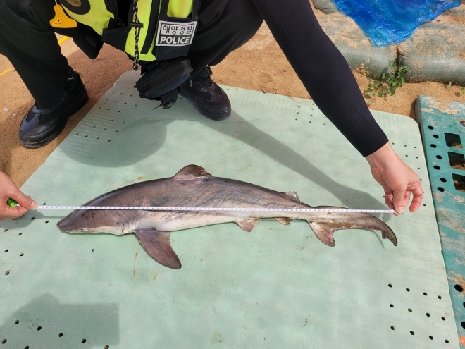 해경이 인천 하나개해수욕장에서 발견된 흉상어의 길이를 측정하고 있다.