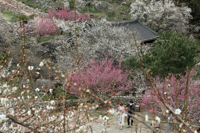 지난 2020년 3월 1일 전남 광양시 매화마을에 활짝 핀 매화 모습. 매화는 경관보전직불사업 대상 작물이 아니다. 광양 연합뉴스