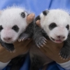 한 달 새 체중 6~8배로…쌍둥이 판다 폭풍 성장