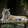 시베리아호랑이 ‘수호’, 폭염 속 동물원서 폐사